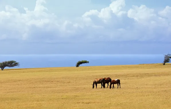 Picture sea, field, clouds, trees, horse