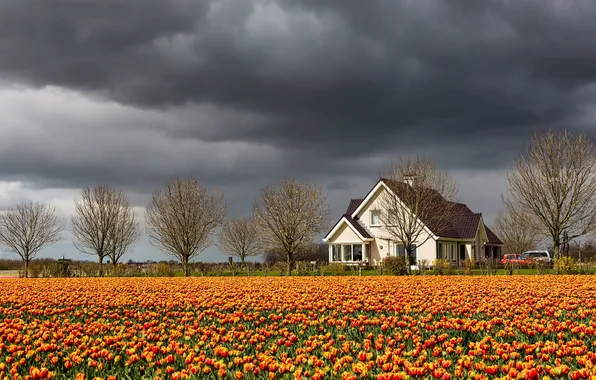The sky, landscape, home, tulips
