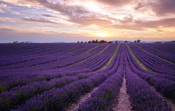 Field, landscape, sunset, lavender