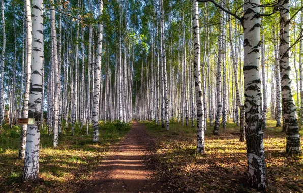 Picture road, greens, forest, summer, light, trees, shadow, trunk