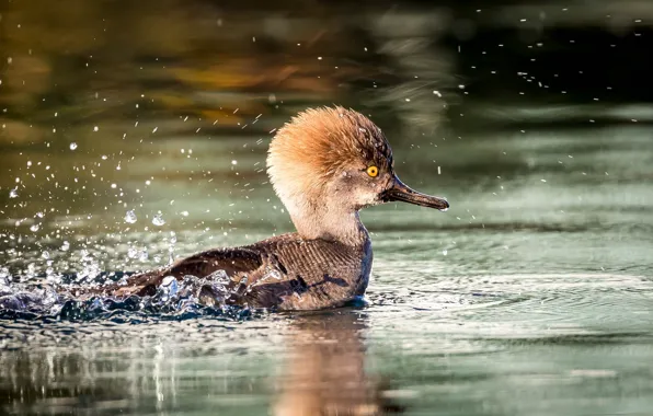 Water, squirt, bird, crest