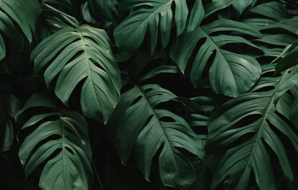 Picture beautiful, green leaves, monstera