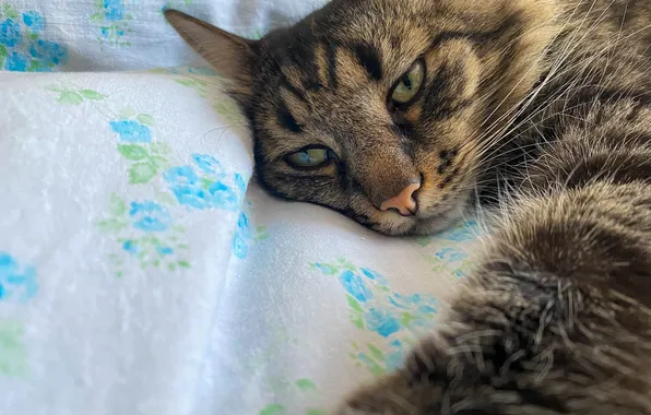 Cat, cat, look, pose, grey, paw, bed, lies