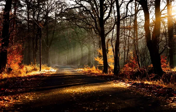 Picture road, forest, nature