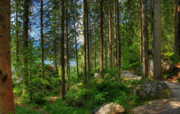 Picture forest, summer, nature