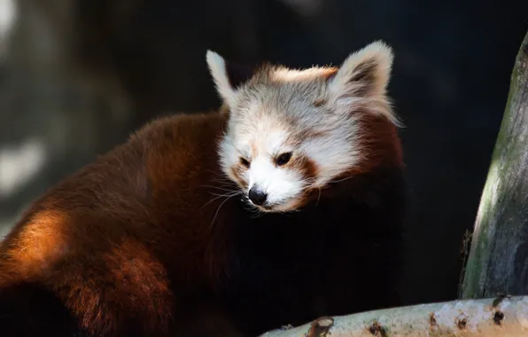 Picture face, light, trees, glare, the dark background, portrait, red Panda, sitting