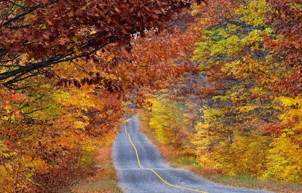 Road, forest, Autumn