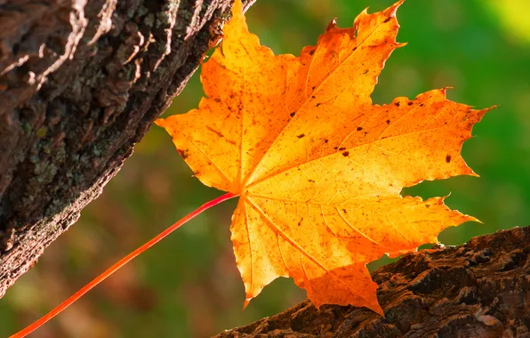 Autumn, macro, light, yellow, tree, bark, maple leaf, green background