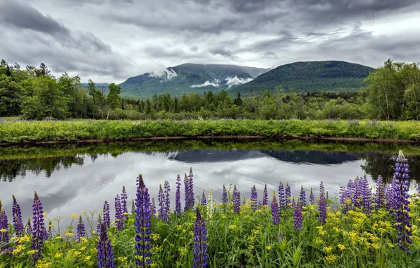 Greens, forest, summer, the sky, clouds, trees, flowers, mountains