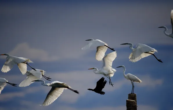 The sky, nature, bird