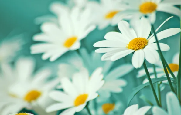 Macro, flowers, ease, tenderness, chamomile, petals, white