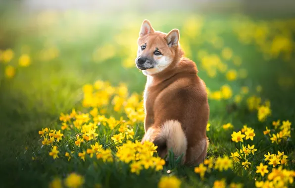 Look, face, flowers, dog, spring, daffodils, Shiba inu, Iza Łysoń