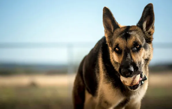 Picture look, each, the ball, dog