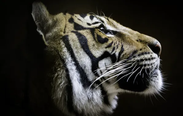 Picture tiger, profile, handsome