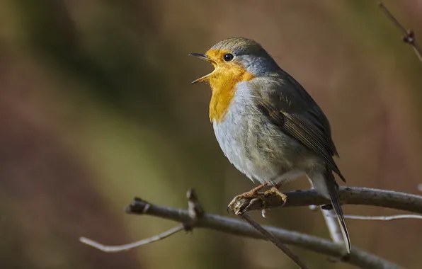 Branches, bird, beak