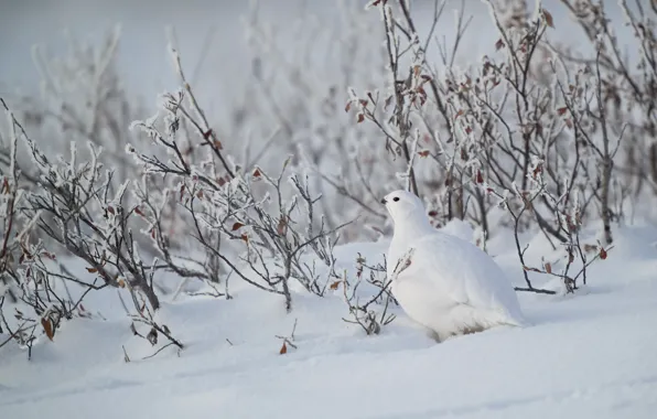 Winter, leaves, snow, branches, bird, the snow, white, the bushes
