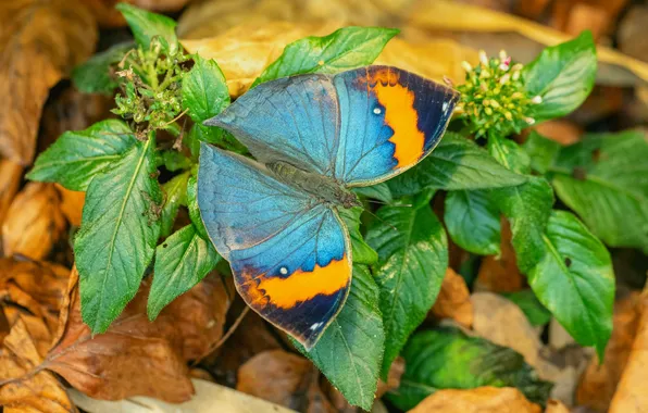 Leaves, microsemi, wings, Butterfly, insect, beautiful, closeup