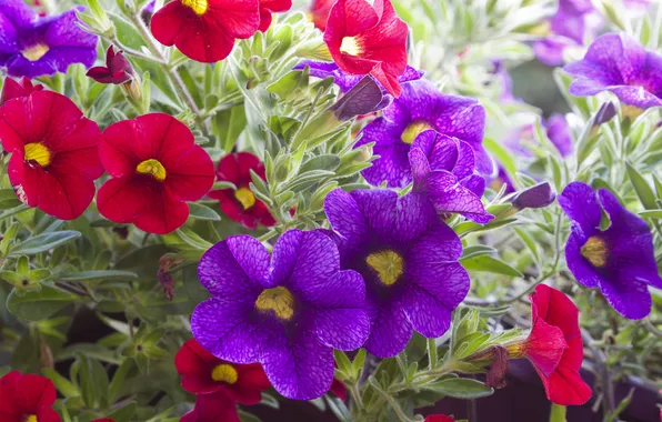 Picture leaves, flowers, purple, red, red, flowers, violet leaves
