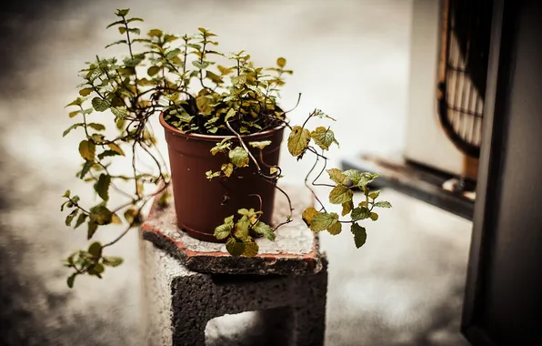 Picture background, plant, pot, stand