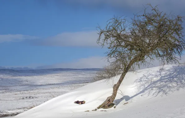 Winter, field, the sky, snow, trees, hills