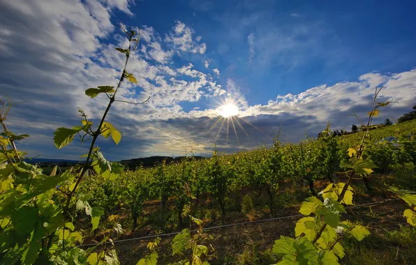 Greens, field, the sky, clouds, the rays of the sun, the bushes, plantation