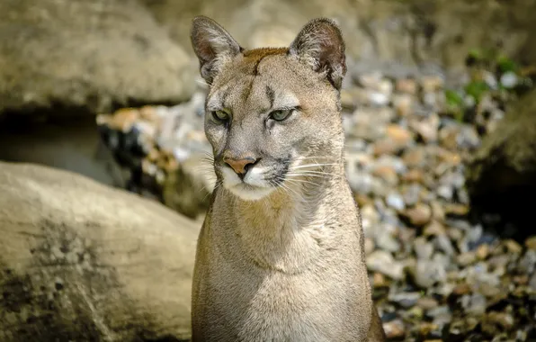 Picture face, predator, Puma, wild cat, mountain lion, Cougar