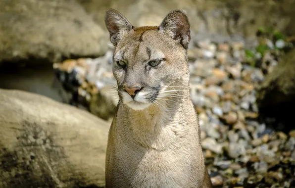 Face, predator, Puma, wild cat, mountain lion, Cougar