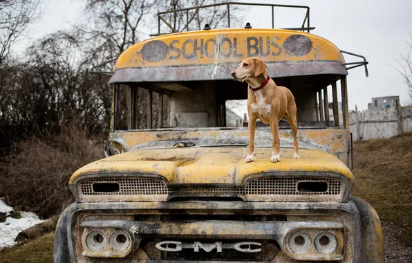 Picture each, dog, School Bus