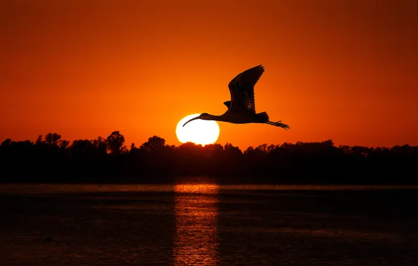 Picture FOREST, WATER, HORIZON, WINGS, The SUN, FLIGHT, BIRD, POND