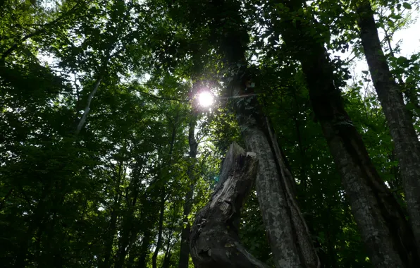 Greens, summer, rays, tree, foliage, The sun, rays, sun