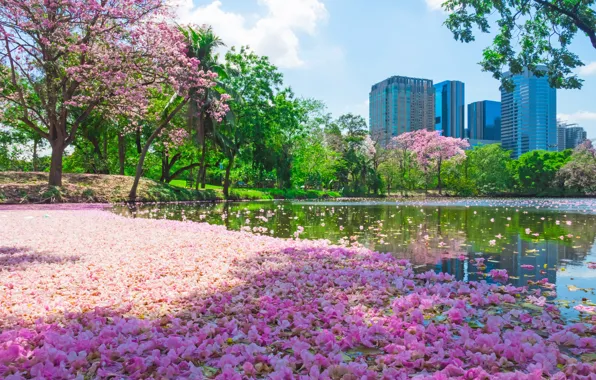 Greens, the sky, light, trees, flowers, branches, the city, lake