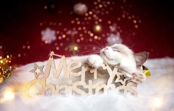 Cat, white, balls, snowflakes, kitty, the inscription, sleep, legs