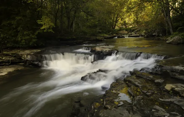 Nature, Stream, Trees, River, Forest