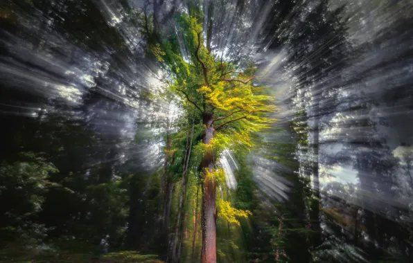 Forest, rays, tree, Magic Tree