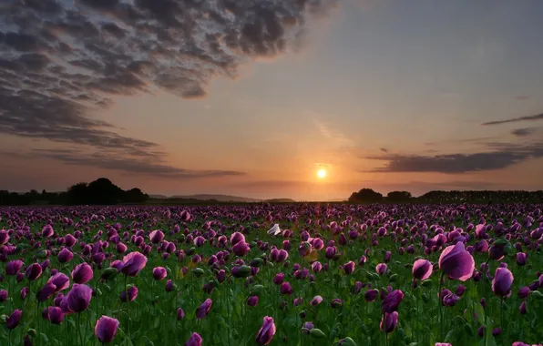 Field, summer, the sky, the sun, clouds, light, sunset, flowers