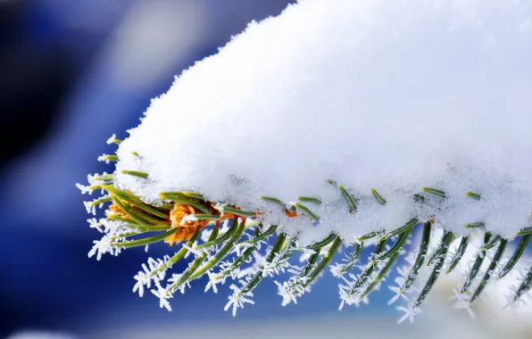 Winter, macro, snow, needles, spruce, branch