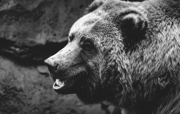 Picture look, face, background, wool, bear, mouth