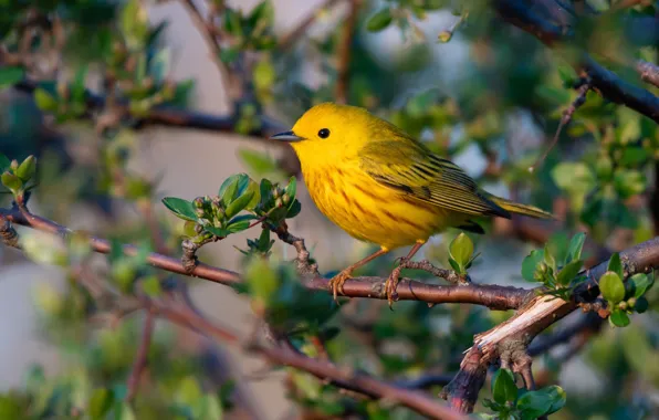 Leaves, branches, yellow, bird, spring, kidney, a woodland songster