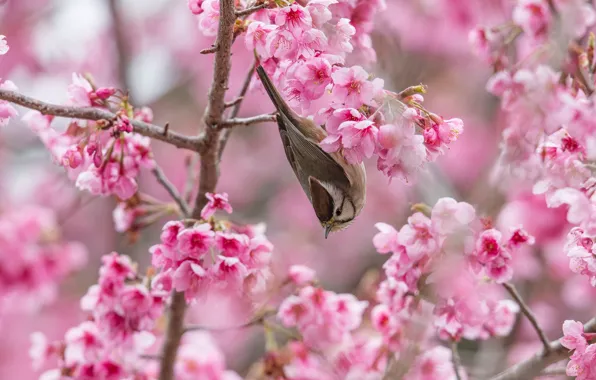 Flowers, branches, cherry, bird, spring, Sakura, pink, grey
