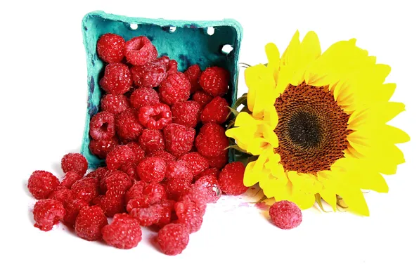Berries, raspberry, sunflower, raspberry