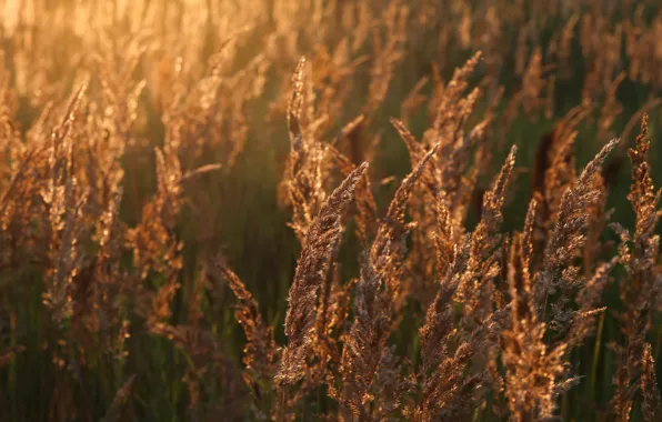 Wheat, field, the sun, joy, nature, mood, dawn, morning