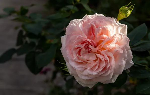 Flower, leaves, macro, light, pink, rose, lush