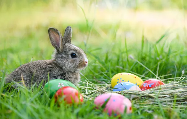 Picture grass, flowers, eggs, spring, colorful, rabbit, Easter, happy