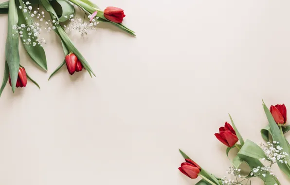 Flowers, tulips, red, red, flowers, tulips