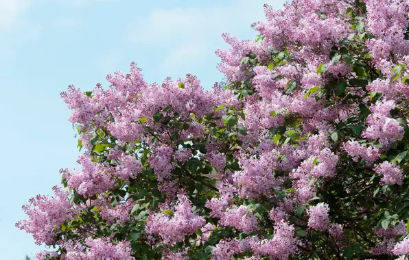 The sky, flowers, branches, Bush, spring, flowering, lilac, inflorescence