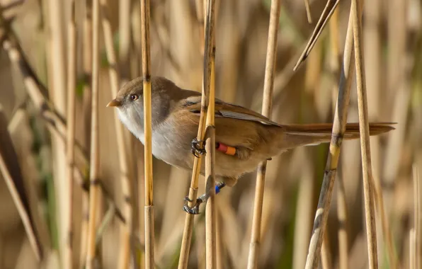 Wallpaper nature, bird, Bearded Tits