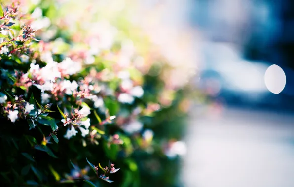 Picture light, flowers, street, blur, the bushes, bokeh, Abelia