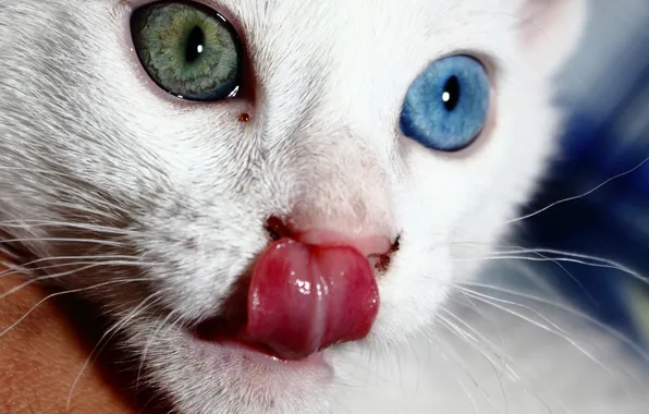 Picture language, heterochromia, white cat, real photo