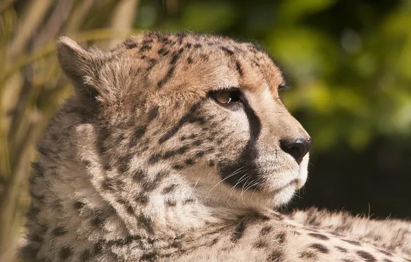 Face, predator, Cheetah, profile, hunting leopard