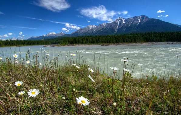 Landscape, mountains, nature, Park, chamomile, river Canada, Kootenay, Vermilion